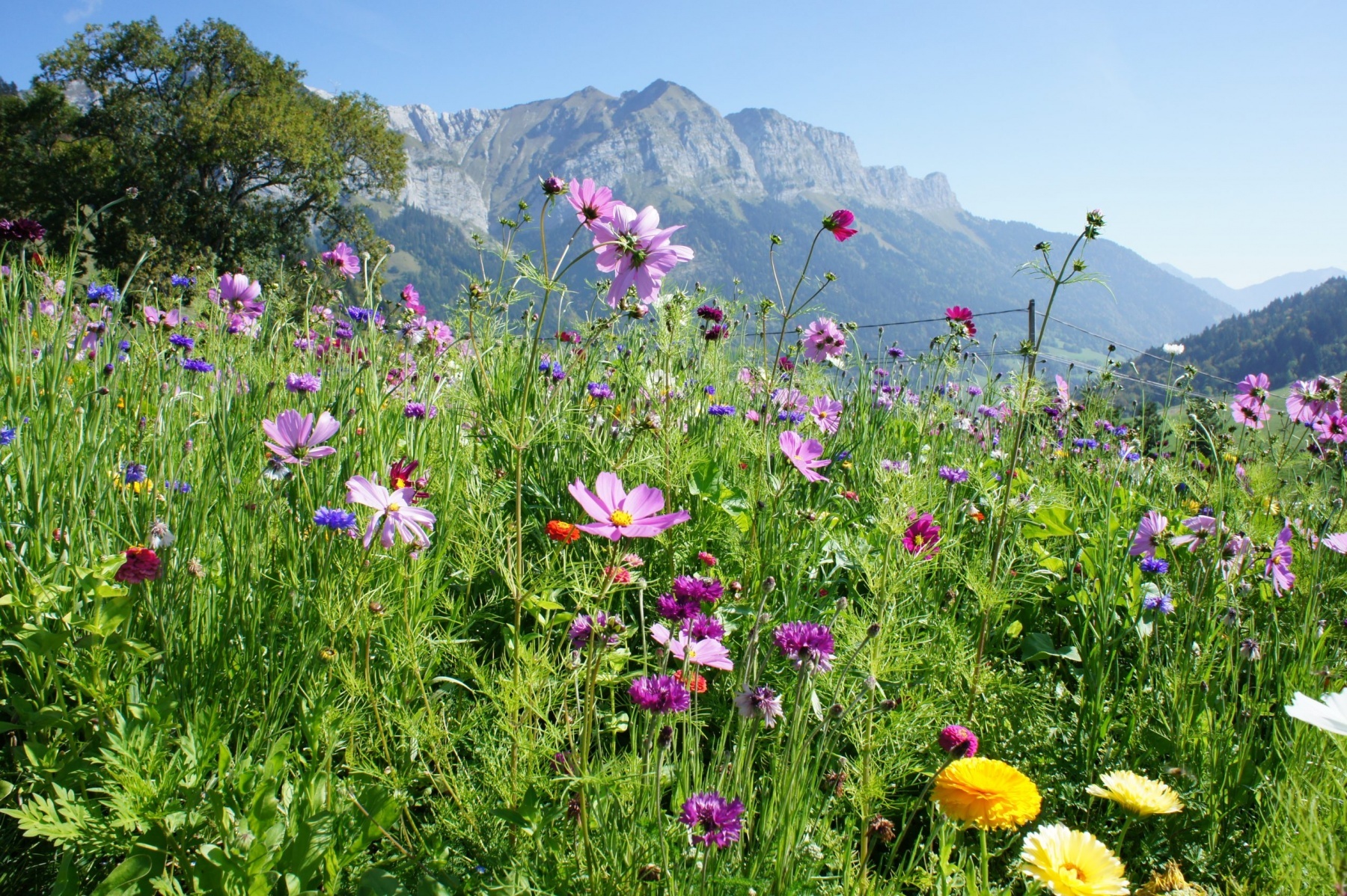 Üppige Blumenwiesen in den Bergen am Lac d`Annecy